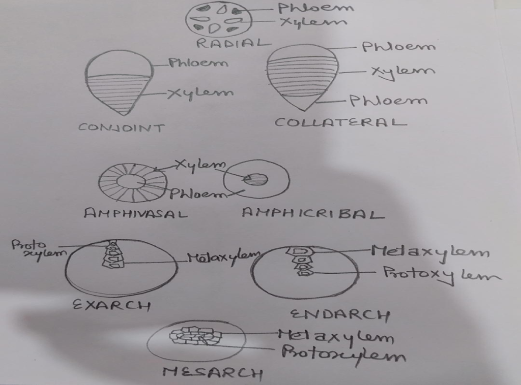 VASCULAR BUNDLE TYPES - Sciencematheducationplatform